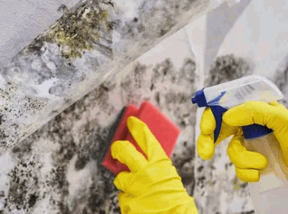 Black mould
