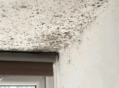 Cleaning Mould From Painted Ceilings