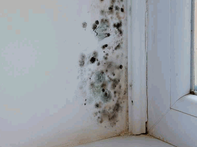 Damp And Mould Health Problems