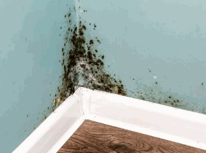 Damp Mould And Condensation In your home