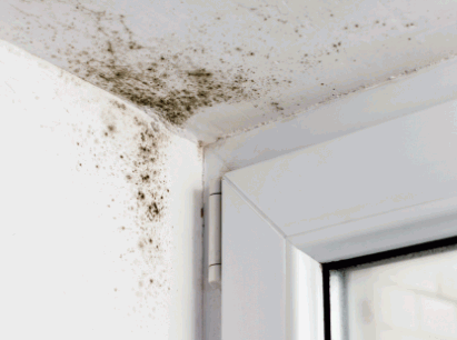 Get Rid Of Mould On Ceilings 1