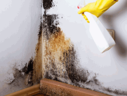 Remove Mould From Painted Walls