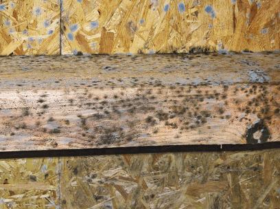 Removing Mould From Wood