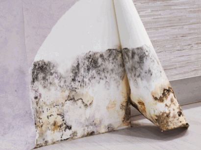 Tackling Mould On Wallpaper
